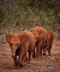 Слоны идут вместе по тропинке — стоковое фото