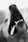 Porträt eines bellenden Hundes, Schwarz-Weiß-Bild — Stockfoto
