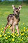 Cute fawn standing on green grass in bright sunlight — Stock Photo