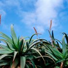 Plantas de aloés sob céu azul nublado — Fotografia de Stock