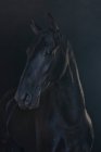 Maulkorb für schwarze Pferde — Stockfoto