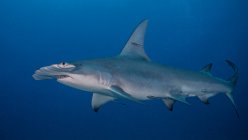 Shark in the blue sea — Stock Photo