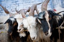 Manada de cabras en una granja en Katmandú - foto de stock