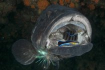 Labrid fish cleaning potato bass open mouth — Stock Photo