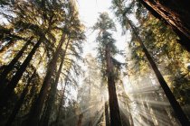 Sonne strömt durch Bäume — Stockfoto
