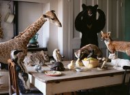 Animais recheados mortos na mesa da cozinha — Fotografia de Stock