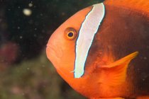 Primo piano colpo di pesce anemone sott'acqua — Foto stock