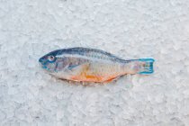 Butter fish on ice bed — Stock Photo