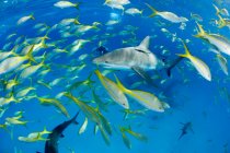 Escolarización de peces que rodean a los tiburones, tiro submarino - foto de stock