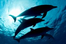 Delfines nadando en aguas tropicales, vista submarina - foto de stock