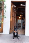 Portrait of cute funny dog sitting in front of open door — Stock Photo