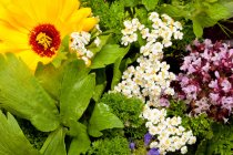 Primer plano de flores y hierbas comestibles - foto de stock
