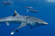 Hai schwimmt mit Fischen unter Wasser — Stockfoto