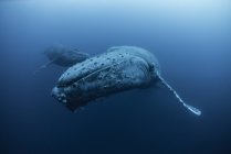 Vista submarina de ballenas jorobadas, Islas Revillagigedo, Colima, México - foto de stock