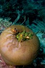 Vista ravvicinata del pesce pagliaccio in anemone — Foto stock