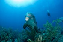 Close-up tiro de golfinho gargalo com mergulho no fundo — Fotografia de Stock