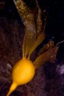 Primer plano de la vejiga de kelp en la oscuridad del océano, Columbia Británica - foto de stock