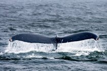 Humpback whale tail splashing water — Stock Photo