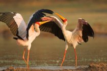 Yellow Billed Storks on lake — Stock Photo