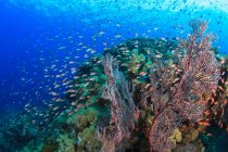 Peixes nadando no recife de coral — Fotografia de Stock