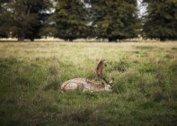 Вид сбоку на оленя, лежащего в траве в поле, Уорстершир, Великобритания — стоковое фото