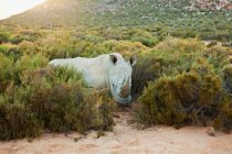 Um grande rinoceronte em arbustos — Fotografia de Stock