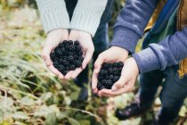 Two people holding blackberries in cupped hands — Stock Photo