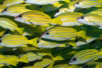 Bluelined snapper fishes — Stock Photo