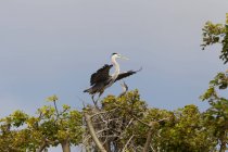 Male great blue heron in tree — Stock Photo