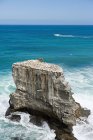 Rocas de alcatraces en la playa de Muriwai - foto de stock
