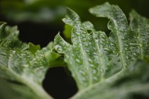 Close up of leaf with water droplets — Stock Photo