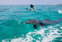 Atlantic bottlenose dolphin on ocean surface and flying gull — Stock Photo
