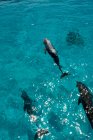 Delfini tursiopi nell'oceano Atlantico — Foto stock