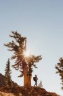 Männlicher Wanderer, der sonnenbeschienene Berghänge hinunterwandert, Mineralienkönig, Mammutbaum-Nationalpark, Kalifornien, USA — Stockfoto