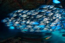 Grand groupe de poissons scolarisés sous l'eau — Photo de stock