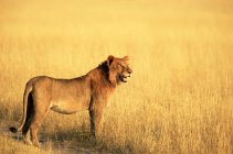 Африканский лев на лугу — стоковое фото