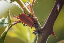 Крупный план алого жука-лилии на растении — стоковое фото
