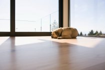 Mops-Hund liegt im Sonnenlicht auf dem Boden — Stockfoto