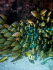 Escolarización de peces nadando en los arrecifes de coral - foto de stock
