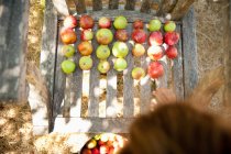 Женщина, стоящая рядом с яблоками на деревянном стуле — стоковое фото