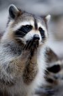 Close-up view of cute adorable little raccoon — Stock Photo