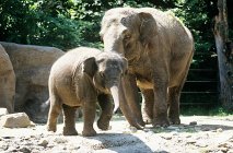 Слон і теля в яскравому сонячному світлі — стокове фото