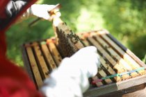 Beekeeper lifting hive frame, close-up — Stock Photo