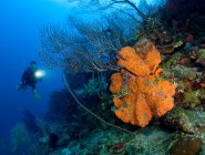 Кораловий риф сцена з дайвером . — стокове фото