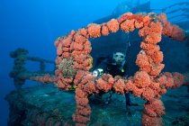 Scuba diver on shipwreck — Stock Photo