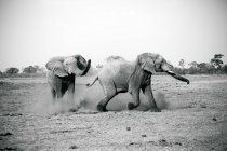 Два слони гра в Національний парк Крюгера, Південно-Африканська Республіка — Stock Photo