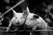 Две смешные свиньи — стоковое фото
