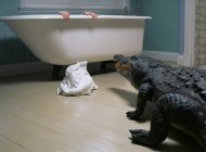 Vue arrière du crocodile marchant dans la salle de bain avec une personne cachée — Photo de stock