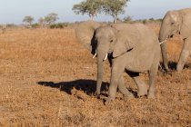 Слони ходять на сухому полі в яскравому сонячному світлі — стокове фото