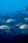 Moving schooling fish under water — Stock Photo